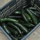 Fuel prices: the crippling cost of cultivating cucumbers in a cold climate