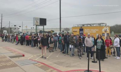 #FixFelix: Humane Society neutered nearly 1,500 cats today to help control homeless animal problem