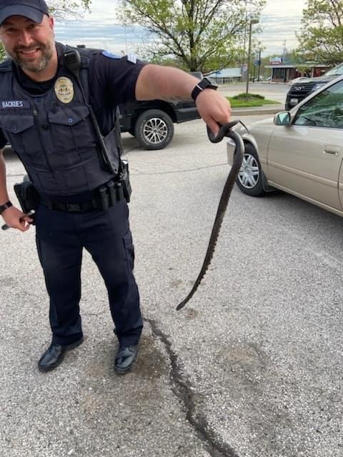 Officer saves driver from “nope rope”; Remember Pittsburg PD and Bella Vista PD wrangled snakes last summer – KOAM