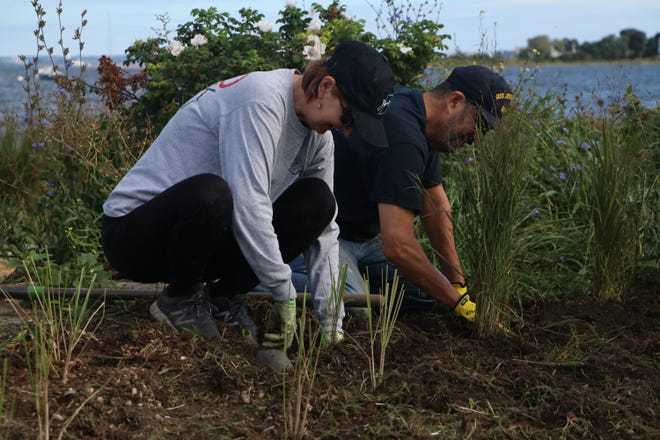 Volunteers working with the Coastal Resources Center plant grasses by the shore in Portsmouth last September to protect against coastal erosion.
