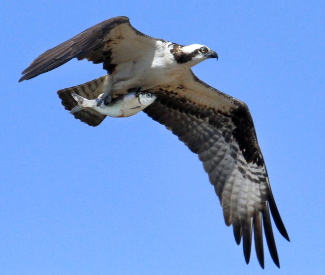 Ospreys, like this one spotted in Warren with a freshly caught herring, are a common sight at Great Swamp Management Area.