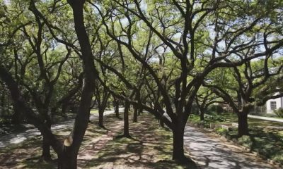 Pollen counts breaking records in Houston