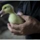 Avian influenza found at 3rd duck farm, in 3 wild birds in Indiana