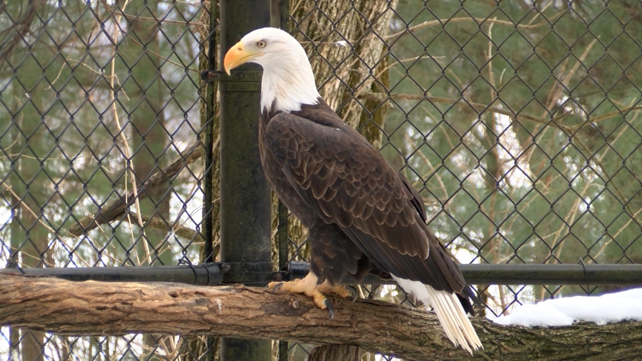 Eagle population ‘soaring’ in Central Illinois