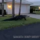 Large alligator saunters through Florida neighborhood