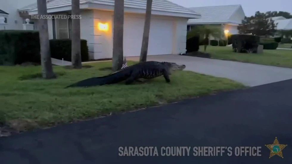 Large alligator saunters through Florida neighborhood