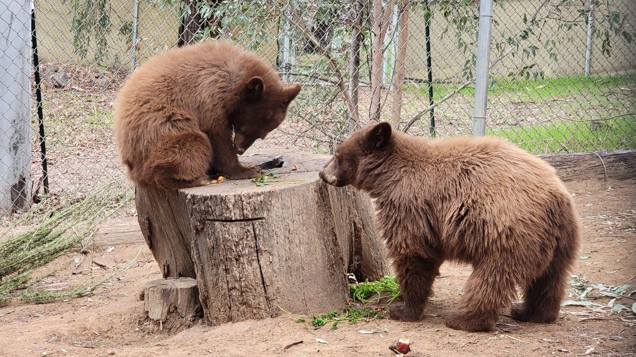 Orphaned bear cubs returned to the wild after being treated by San Diego Humane Society