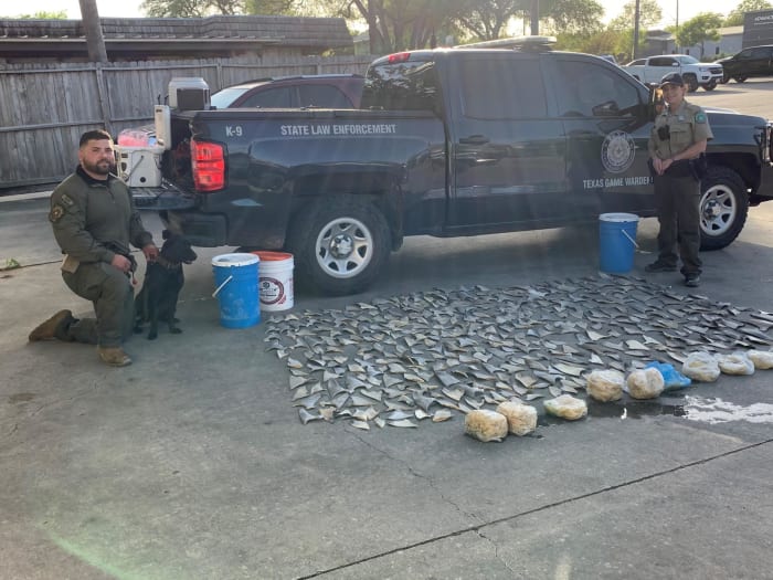 381 shark fins discovered at San Antonio seafood restaurant, Texas Game Wardens say