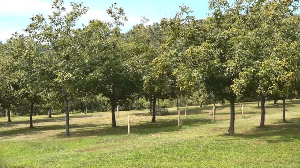 Grown Here at Home: Virginia Chestnuts selling chestnut seedlings, now’s the time to plant