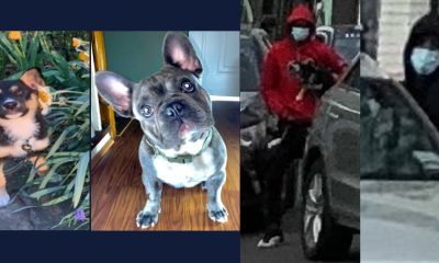 Four Suspects Sought in D.C. Crime Spree Involving Puppy Thefts and Gunshot Wounds: Police