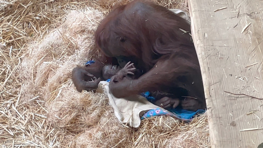 Oregon Zoo welcomes orangutan baby from first-time mom Kitra