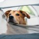 Top 10 dog-friendly camping spots in Colorado