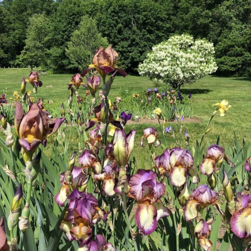 presby iris gardens montclair