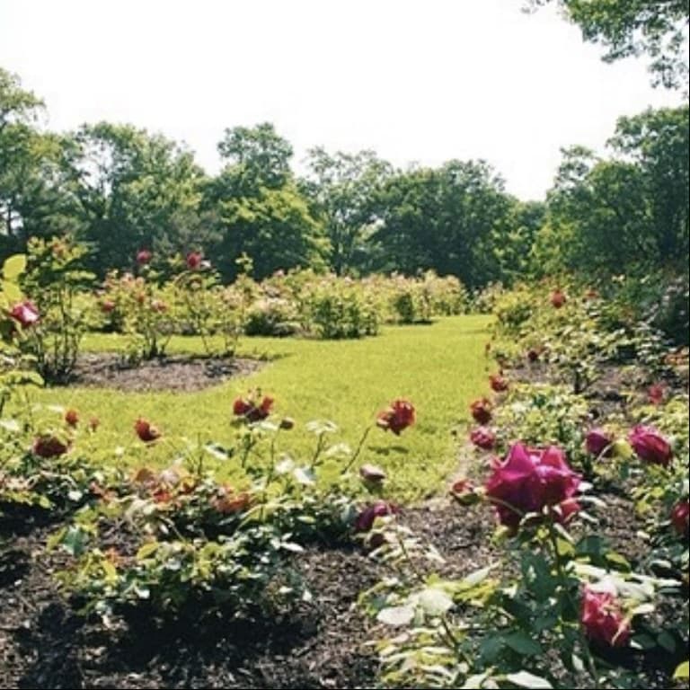 brookdale park rose garden