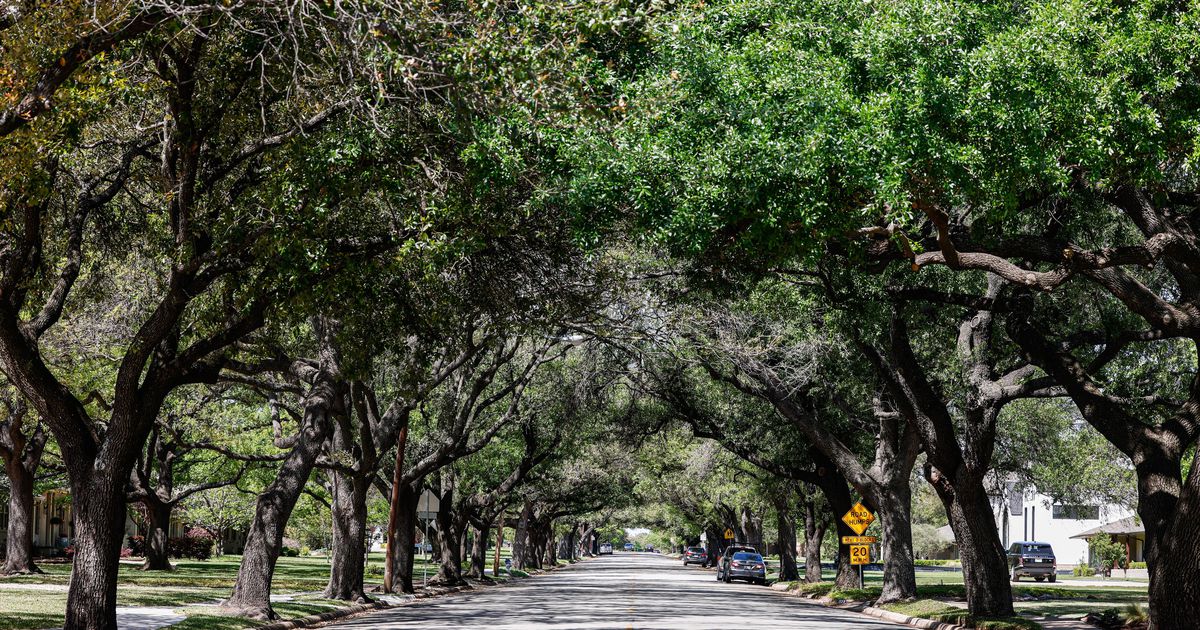 City Hall’s oversight of Dallas trees, from front yards to Trinity Forest, still awaits an overhaul