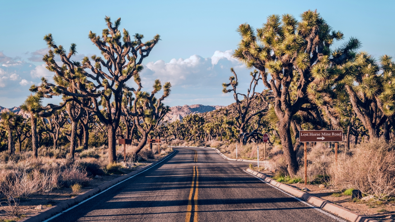 You can visit Joshua Tree for free this weekend