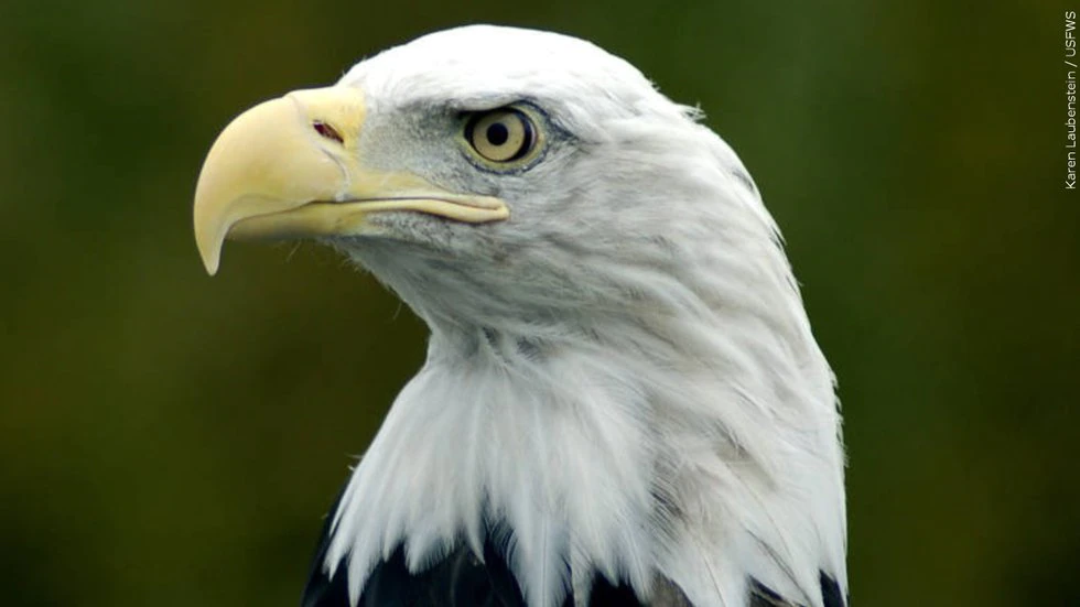 Bird flu striking Georgia’s bald eagle population, experts say