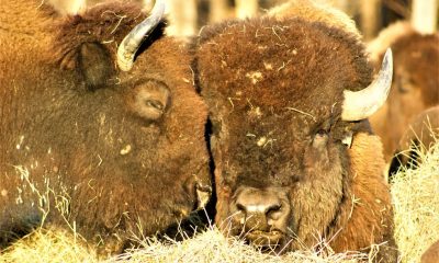 West Virginia farmer releases bison cookbook