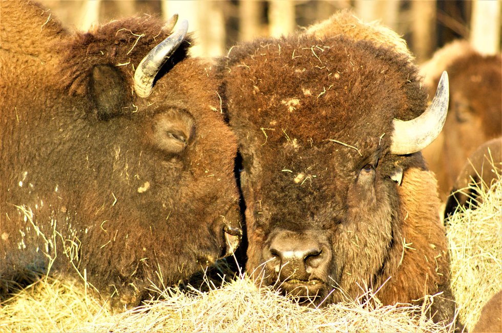 West Virginia farmer releases bison cookbook