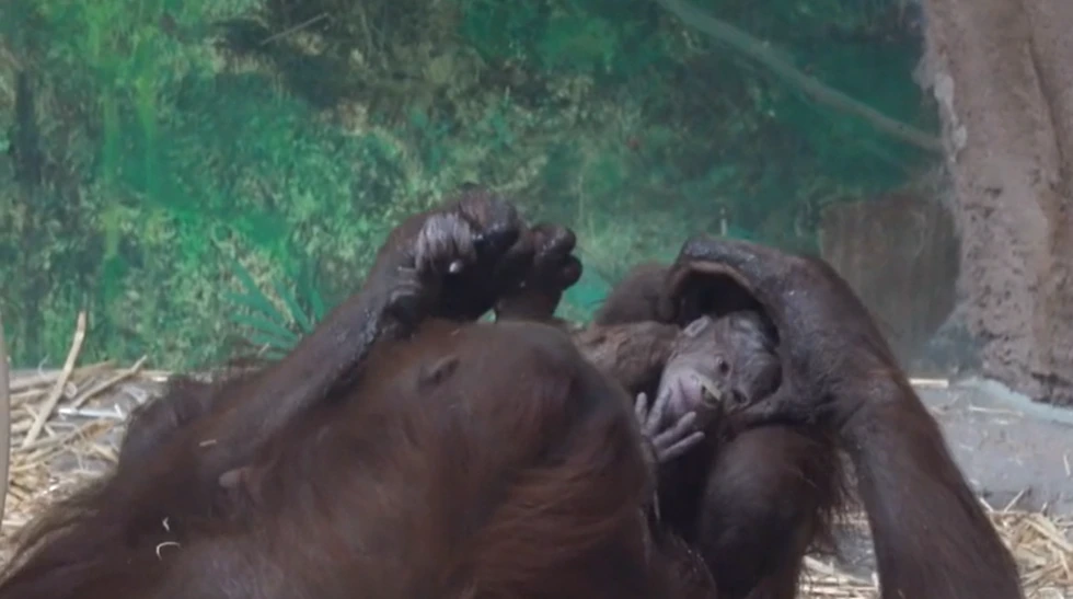 The Oregon Zoo says an endangered Bornean orangutan has been born.