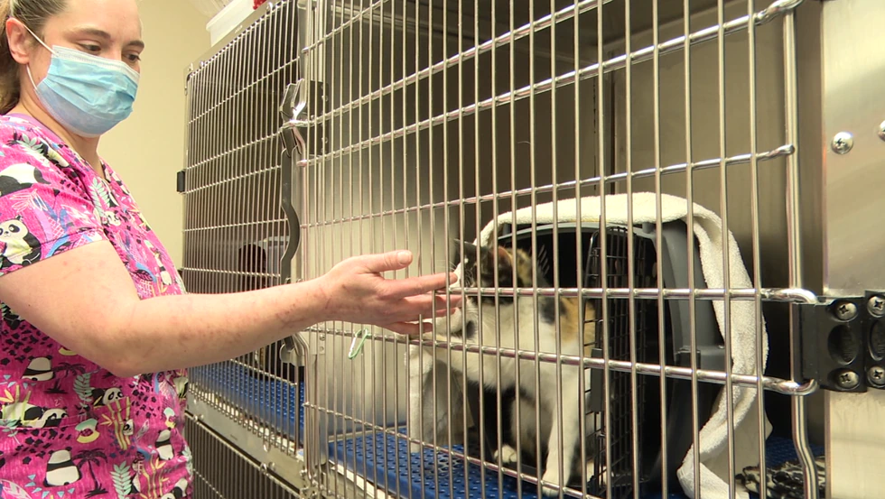 Nationwide veterinarian shortage also impacting North Dakota