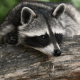 Racoon in Rhode Island tests positive for rabies – Newport Buzz