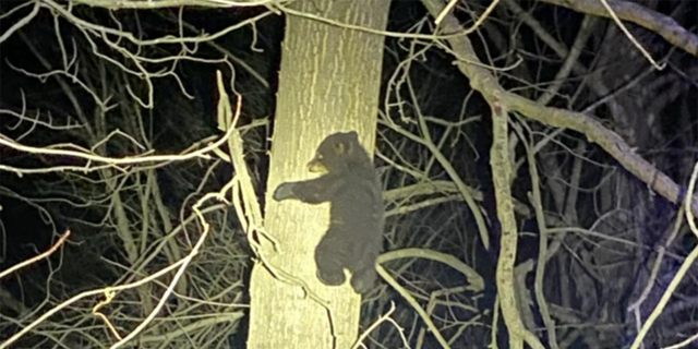 Officers discovered the bear cub hiding in a tree after responding to reports of a bear being struck by a car.