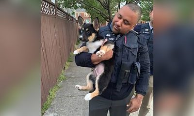 Puppy Stolen in DC Crime Spree Rescued