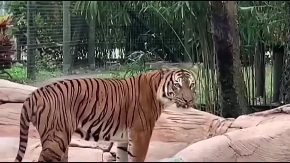Florida man recovering after being mauled by two tigers