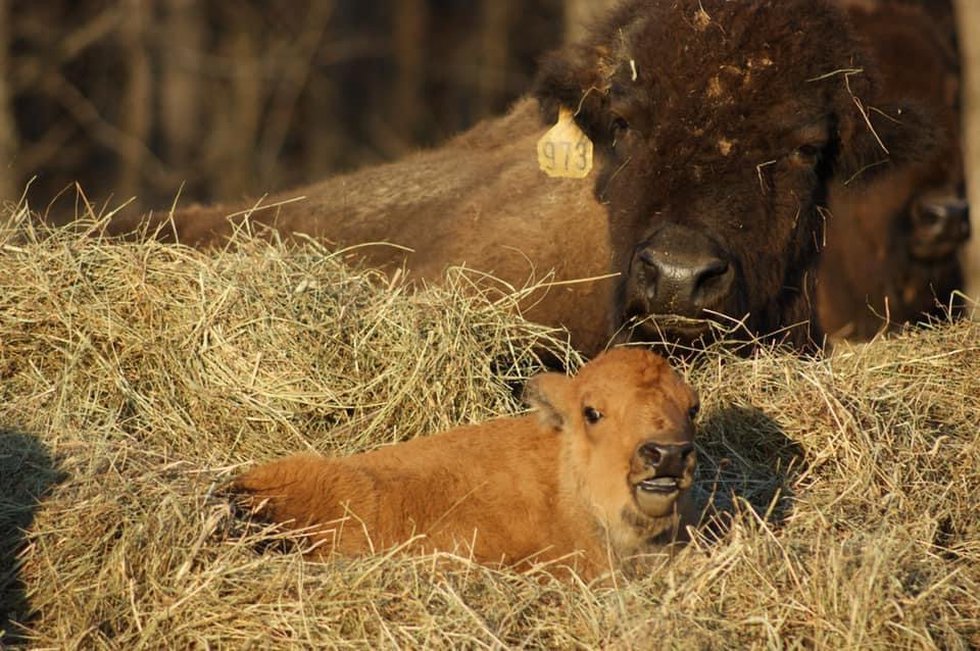 West Virginia farmer releases bison cookbook