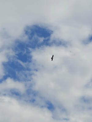 Gliding on wind currents, an osprey soars above the swamp and high into the clouds.
