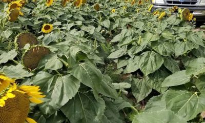South Dakota 2022 sunflower acres not following price increase
