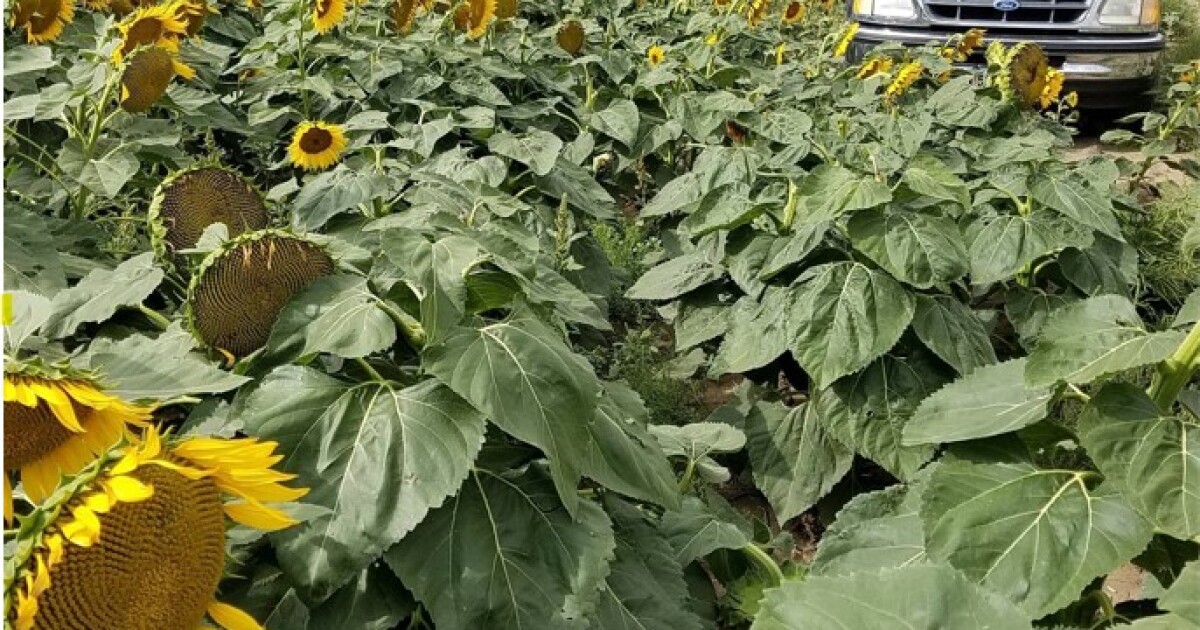 South Dakota 2022 sunflower acres not following price increase