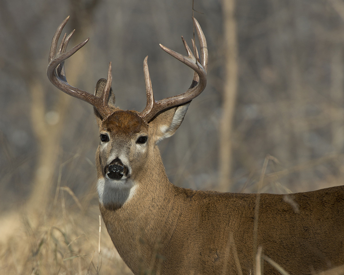 Deer With A Limp Spotted All Over Northfield, New Jersey