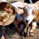 Stressed Out? Cuddle with Mini Goats at This Rhode Island Farm
