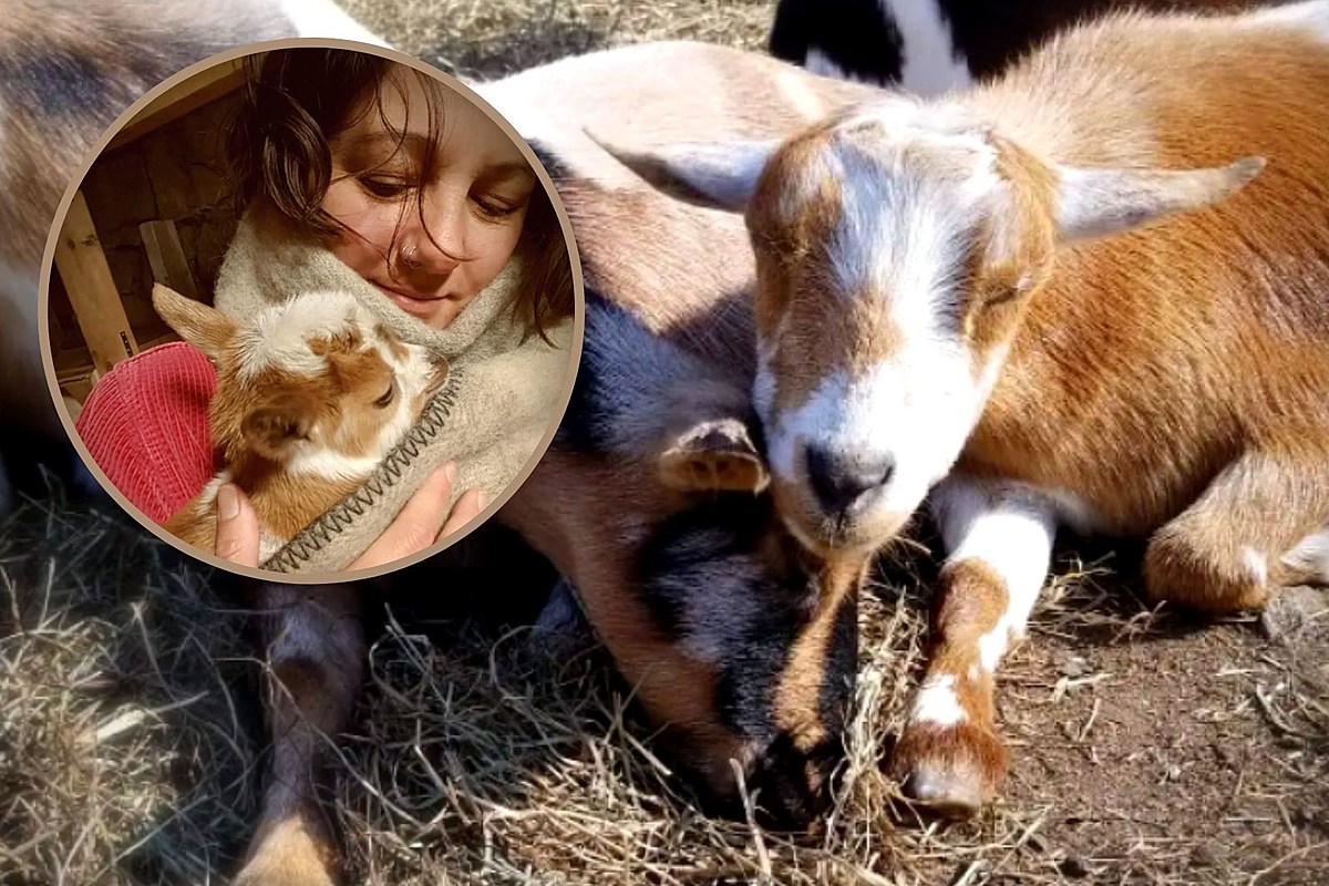 Stressed Out? Cuddle with Mini Goats at This Rhode Island Farm