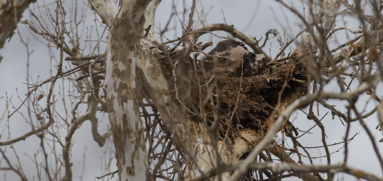 5-year-old Illinois bald eagle nest destroyed