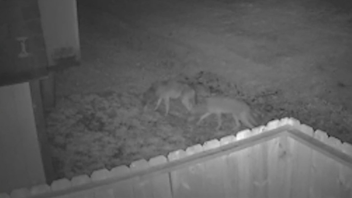 Coyotes are running wild in Deer Park. Here’s what the police are doing to stop them