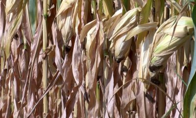 South Dakota grain regulators declare victory with sale of troubled elevator