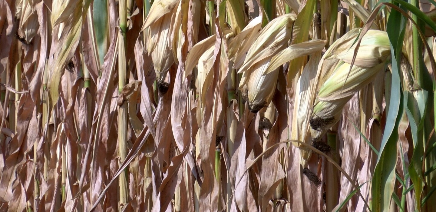 South Dakota grain regulators declare victory with sale of troubled elevator