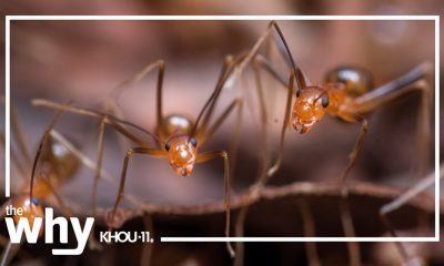 Why a fungus could help Texas get rid of ants that can spew acid?