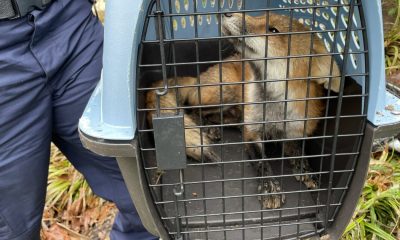 Fox that bit California congressman, 8 others in D.C. tests positive for rabies