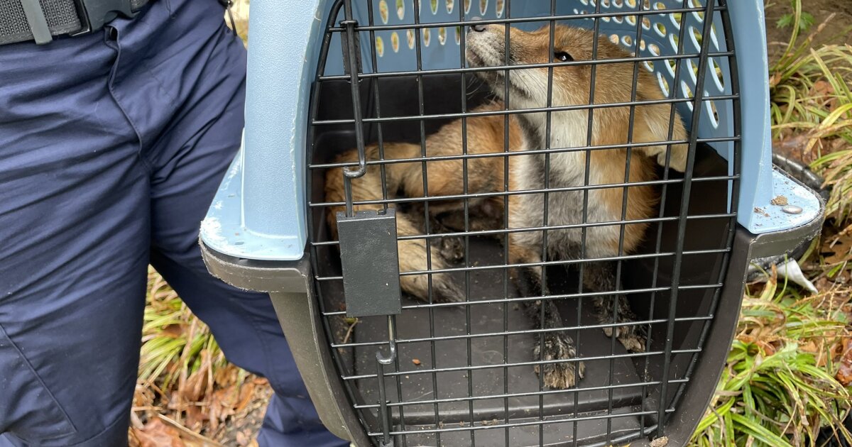 Fox that bit California congressman, 8 others in D.C. tests positive for rabies