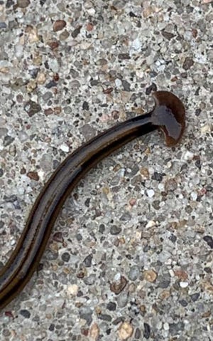 Toxic, carnivorous, immortal worm is real and in Louisiana. Don’t worry