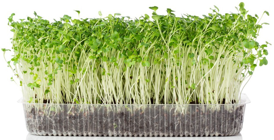 A clear plastic container holds tall microgreens with thin stems and green leaves. 
