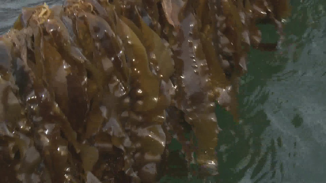 Grab some kelp & get ready to celebrate — Seaweed Week coming to Maine