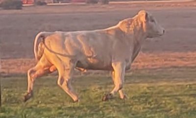 A lot of bull: Loose bull’s owner sought by Wharton County sheriff