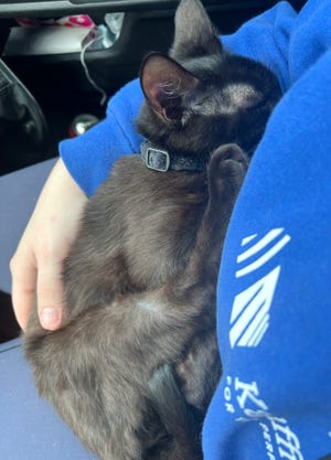 Freddie Mercury is cuddled by his mom Rachel OÕBrien on the car ride back to Ithaca from New Jersey. The kitten went missing from Fall Creek in mid-March and was found nearly a week later, 250 miles away from home. 