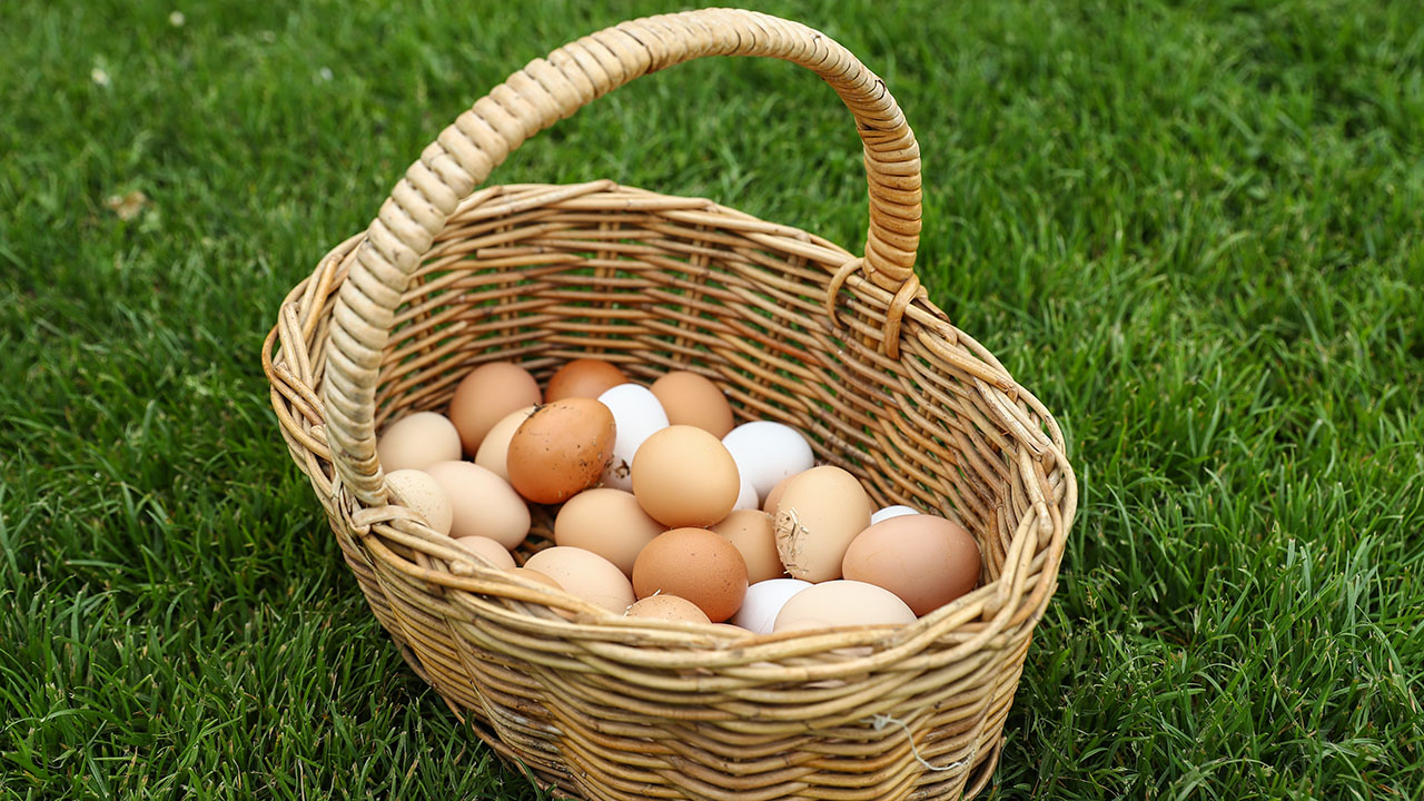 Temporary ban on eggs, poultry at fairs across Pennsylvania