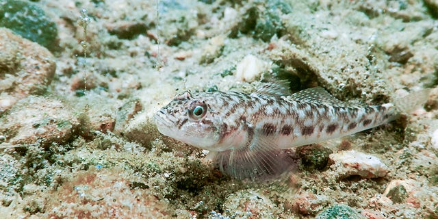 Round gobies can also spread botulism throughout the food chain.